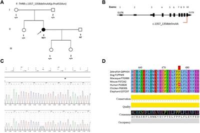 Frontiers Resistance To Thyroid Hormone Due To A Novel Mutation In